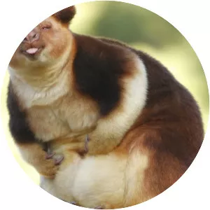 Tree-kangaroo