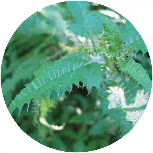 Tree nettle