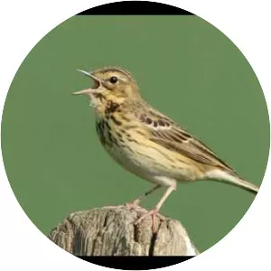 Tree pipit