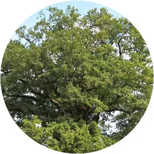 Tree Stories photograph