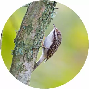 Treecreeper - Bird