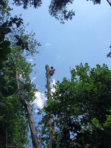 Treespiders, Baumpflege in Tirol - Tree service in Brandberg, Tyrol, Austria