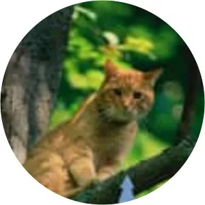 Treetop Cat Rescue - TV program