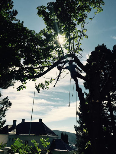 Trefellingsspesialisten AS - Tree service in Norway