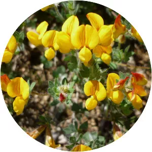 Trefoil - Plants