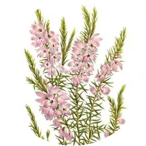 Tremandraceae - Plants