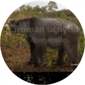 Tremarctos floridanus - 