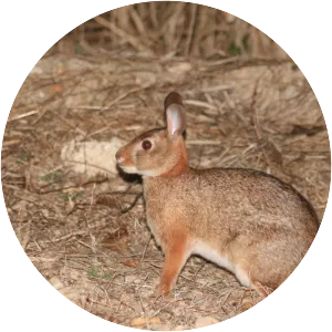 Tres Marias rabbit - Animal