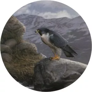 Trevor Boyer - Visual artist