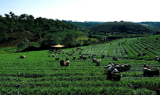 Tri Viet tea factory - Tea manufacturer