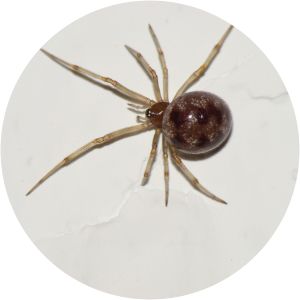 Triangulate cobweb spider