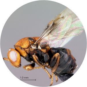 Trichilogaster acaciaelongifoliae - 