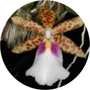 Trichocentrum - Plants