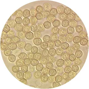 Trichoderma aggressivum - 