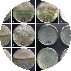 Trichoderma asperellum - 