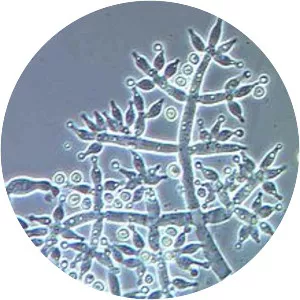 Trichoderma harzianum