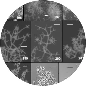 Trichoderma koningii