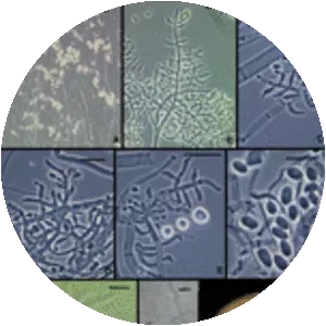 Trichoderma longibrachiatum
