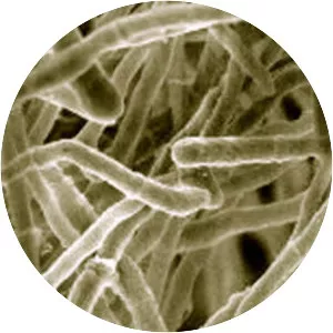 Trichoderma reesei - Fungus