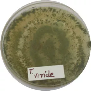 Trichoderma viride