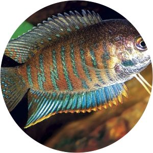 Trichogaster fasciata - Fish