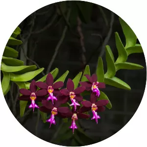 Trichoglottis - Plants