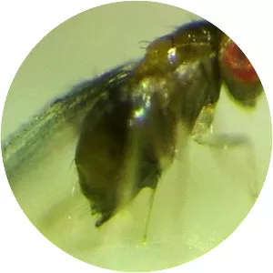 Trichogramma evanescens