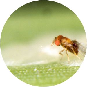 Trichogramma galloi - 