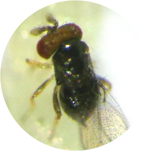 Trichogramma japonicum