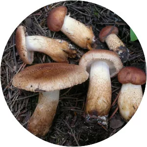 Tricholoma