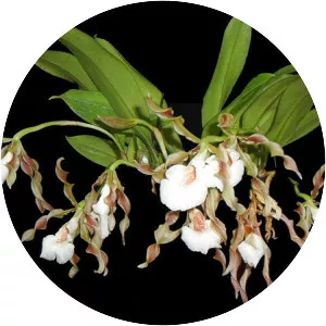 Trichopilia tortilis