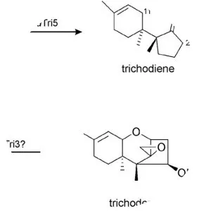 Trichothecene photograph
