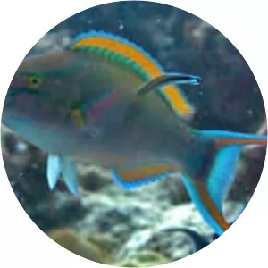 Tricolor Parrotfish - Fish