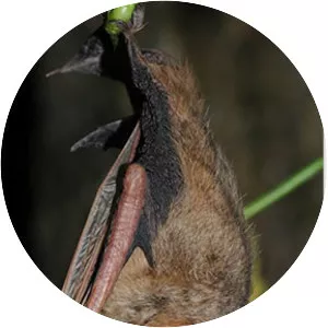 Tricolored bat