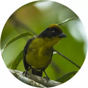Tricolored brush finch - Bird