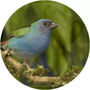 Tricolored parrotfinch