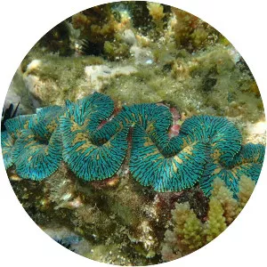 Tridacninae