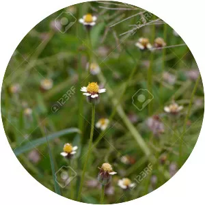 Tridax procumbens - Plants