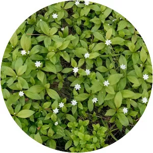 Trientalis europaea - Plants