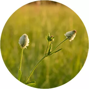 Trifolium montanum - Plants