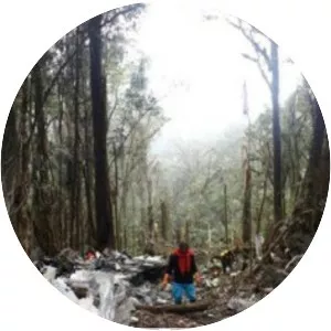 Trigana Air Flight 267