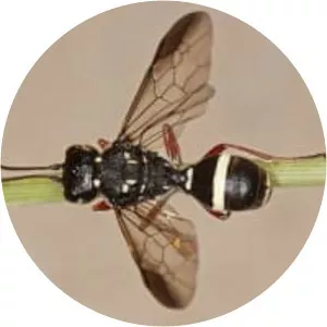 Trigonalidae