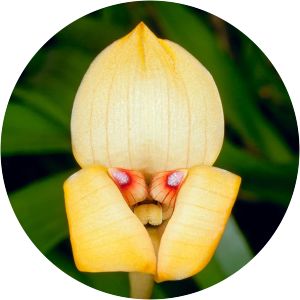 Trigonidium egertonianum - 