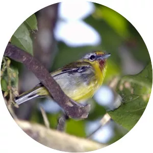 Trilling shrike-babbler - 