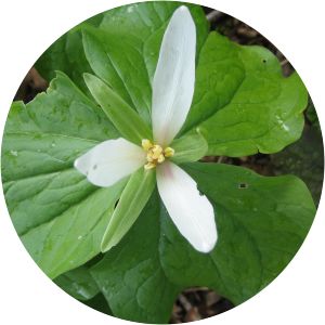 Trillium albidum
