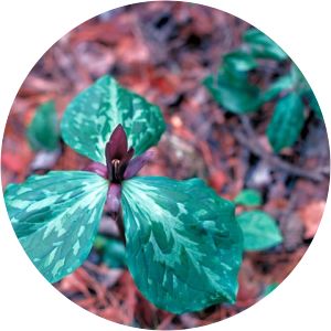 Trillium gracile