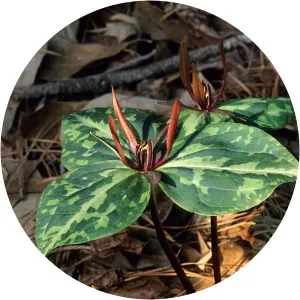 Trillium ludovicianum