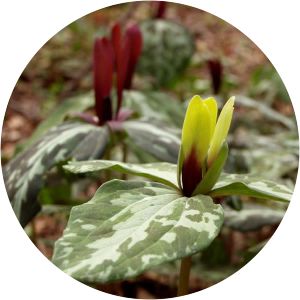 Trillium maculatum