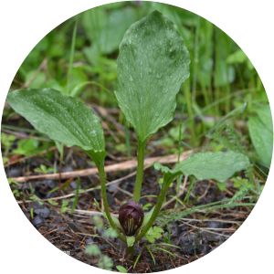 Trillium petiolatum