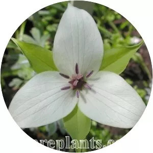 Trillium simile
